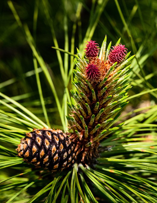 Backyard Habitat – Palouse Audubon Society