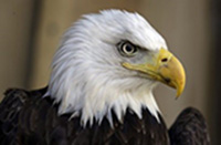 conservation_eagle