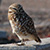 Burrowing Owl (Athene cunicularia), near Locust and Gilbert Rd