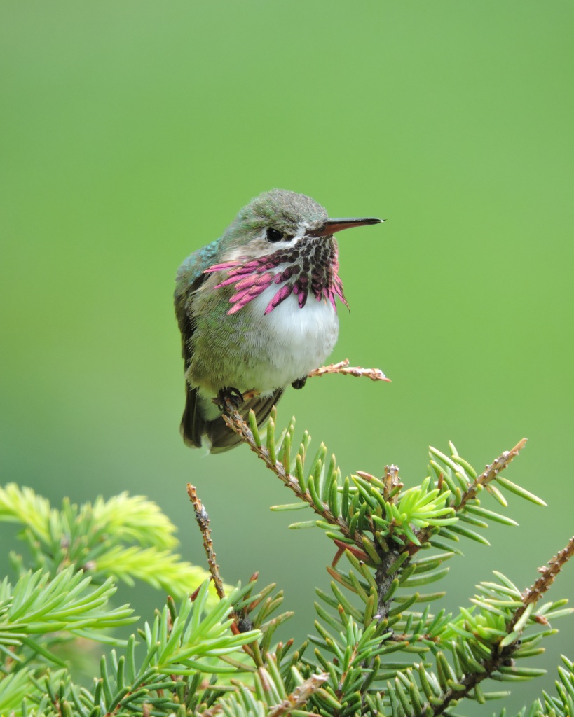 Calliope Hummingbird | Nancy LaDuke