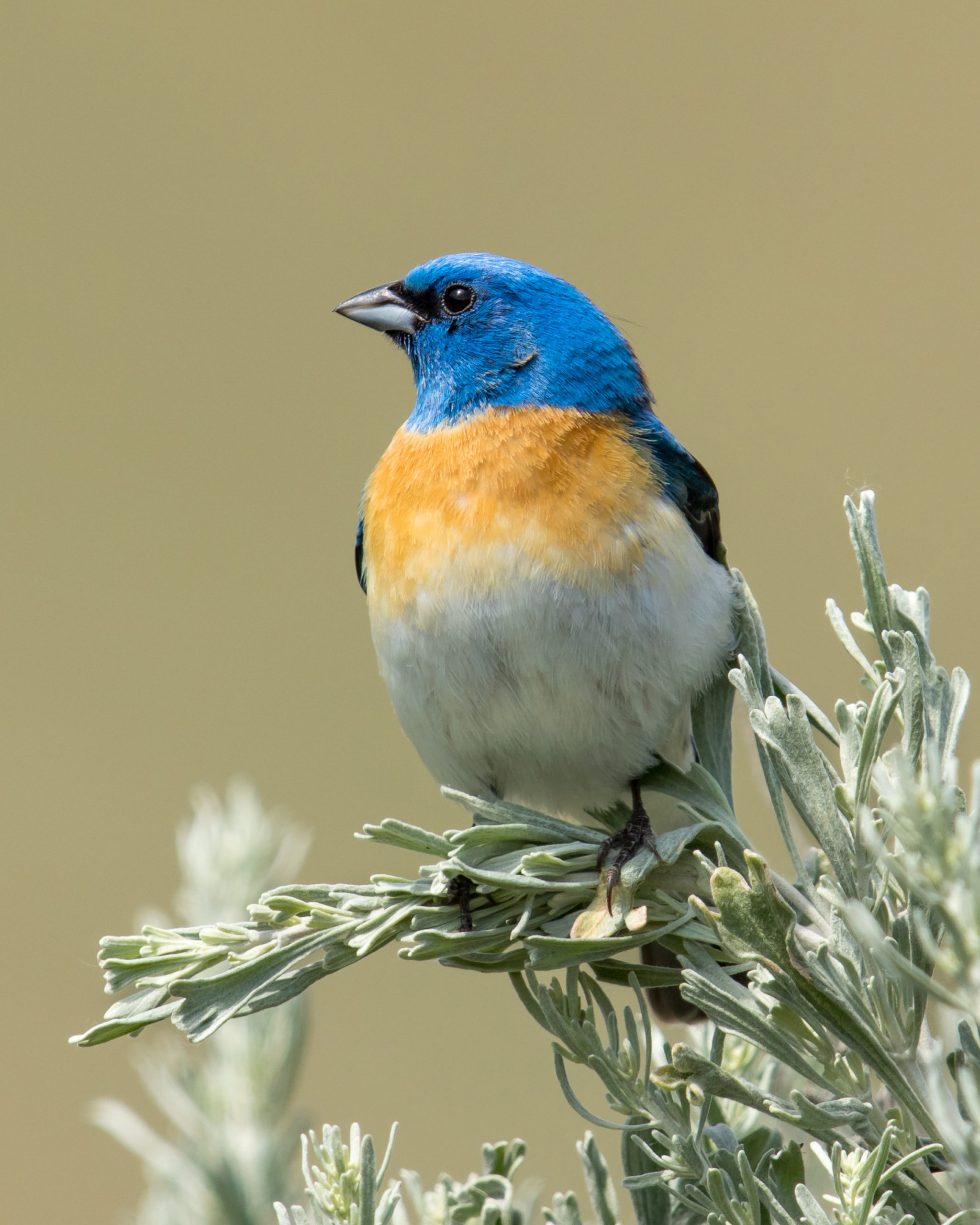 1st Birds-Best of Show-Thompson-Lazuli Bunting