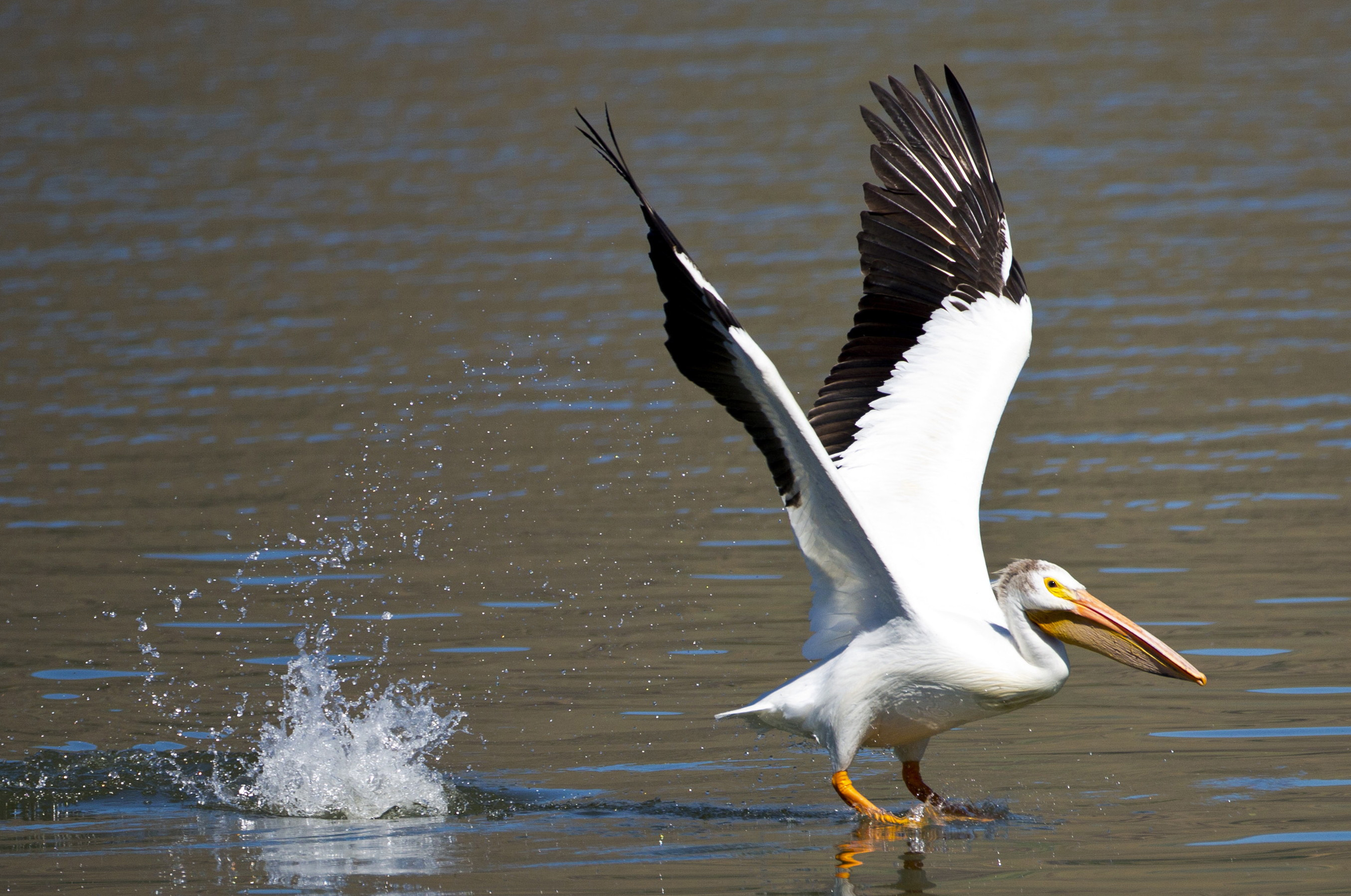 &#039;American White Pelican&#039; by Janine Schutt of Bremerton, Washington