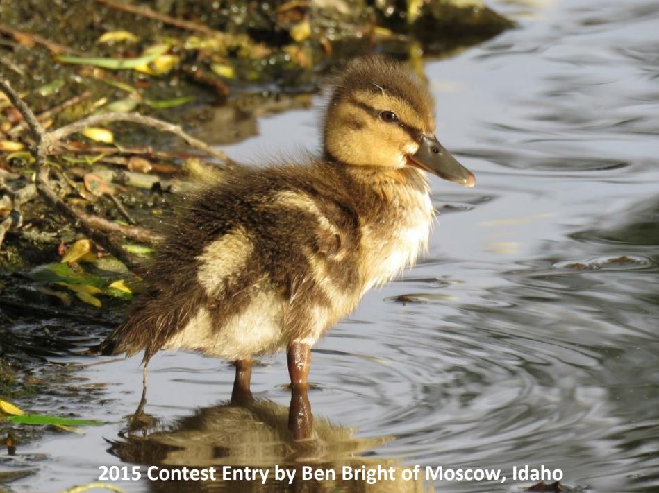 2024 PAS Photo Contest Palouse Audubon Society