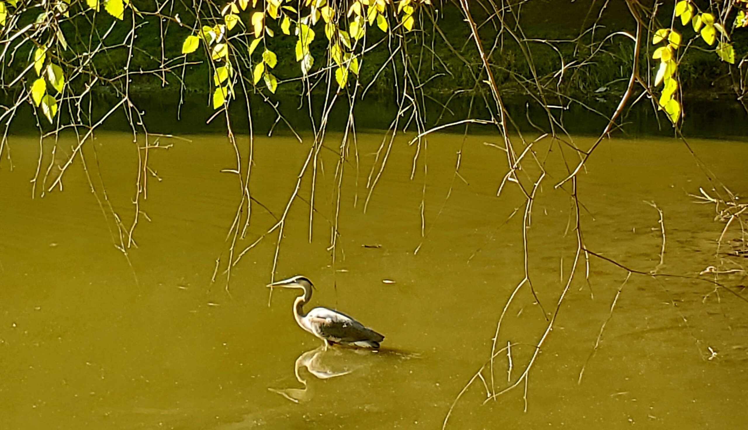 A Heron and its reflection, Aditi Sinha