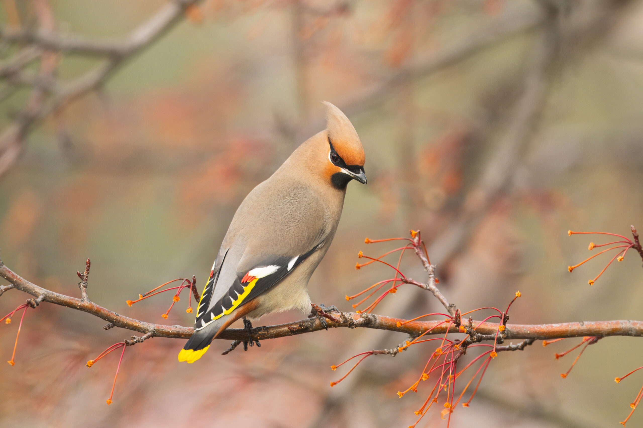 Bohemian Waxwing, Greg Lambeth