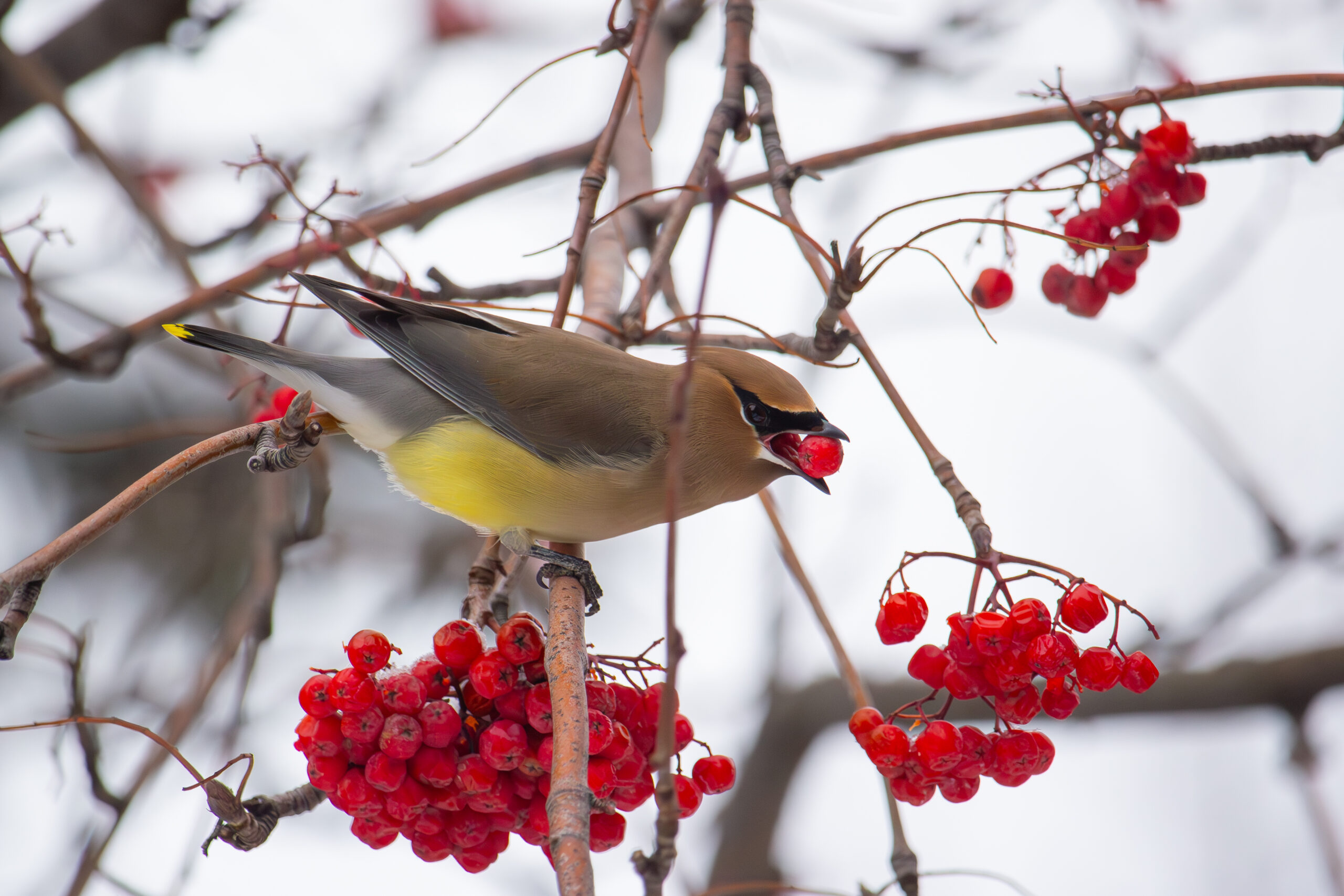 Cedar Waxwing, Jack Samson