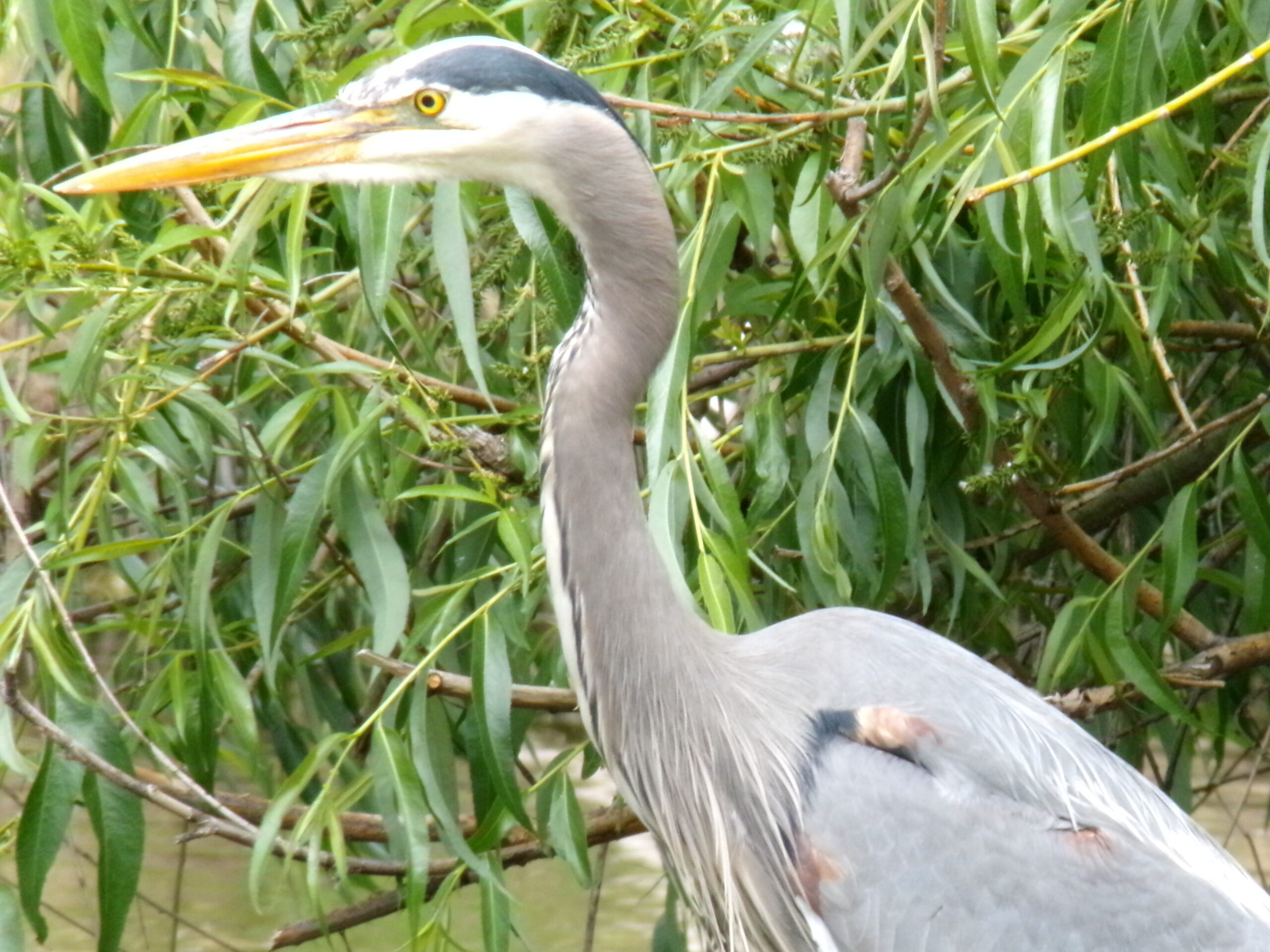 Great Blue Heron, Rio Brecher