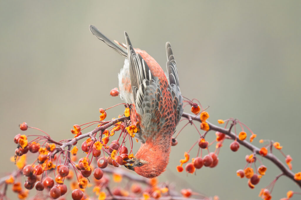 Pine Grosbeak, Greg Lambeth