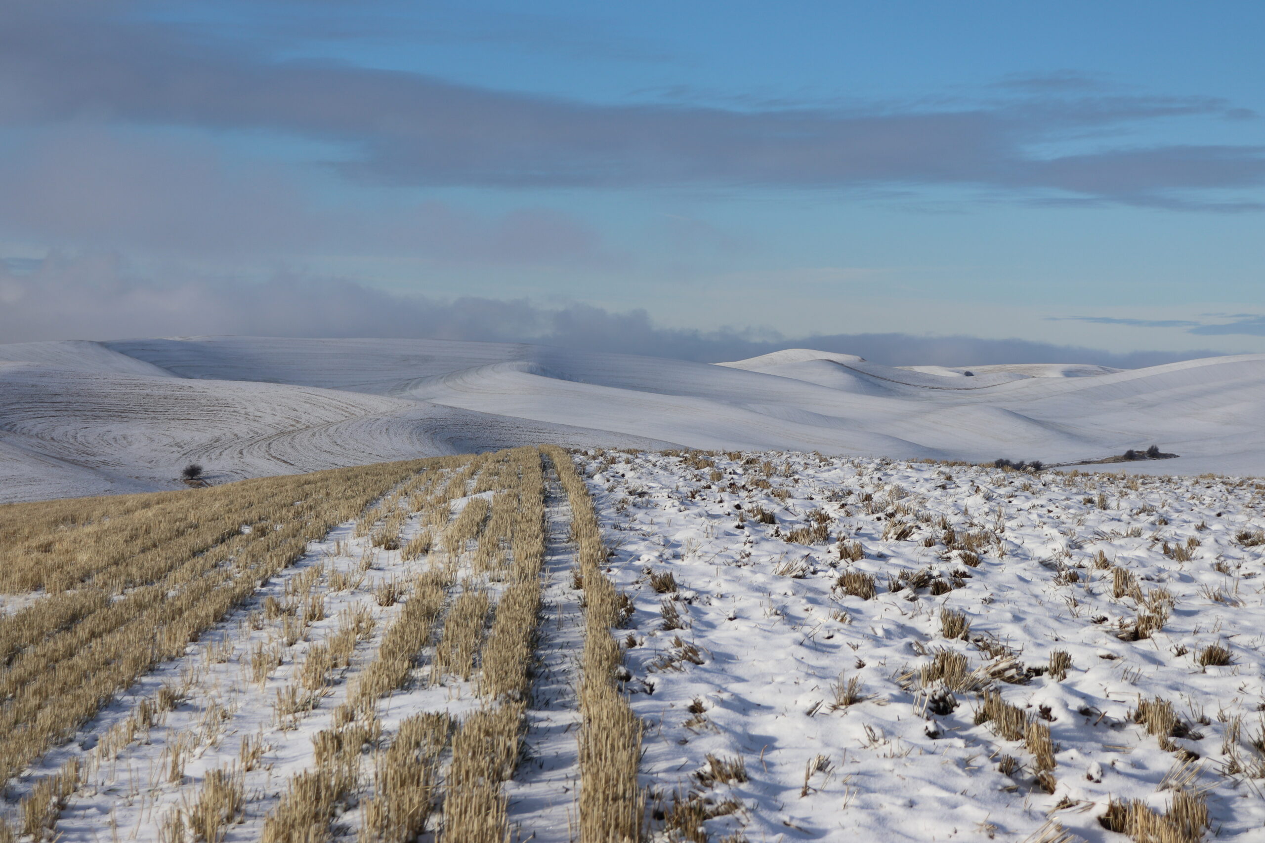 Snowy Pillows, Justin Denney