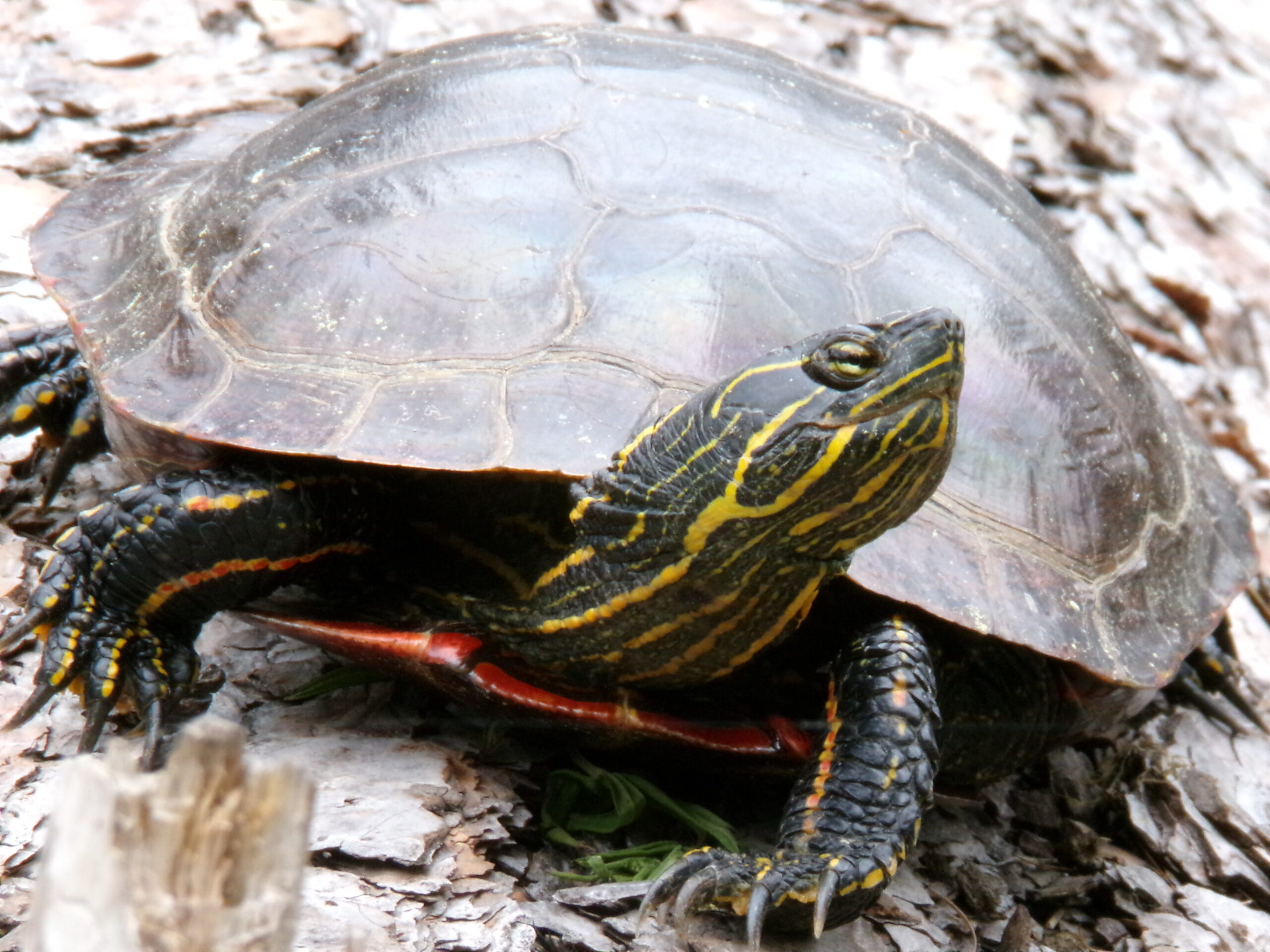 Turtle smiling, Rio Brecher