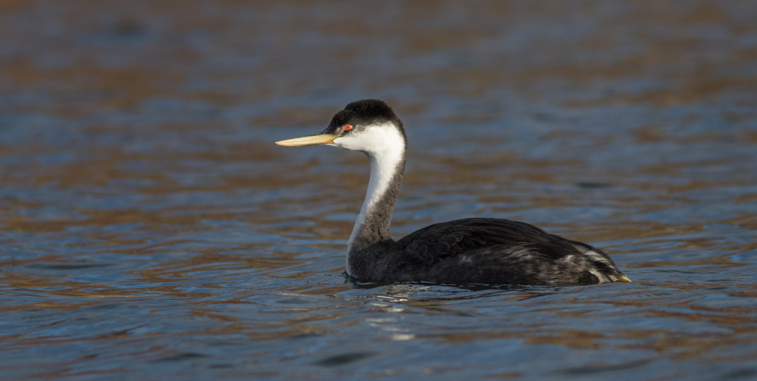 Western Grebe, Whitman County, Casey Lowder