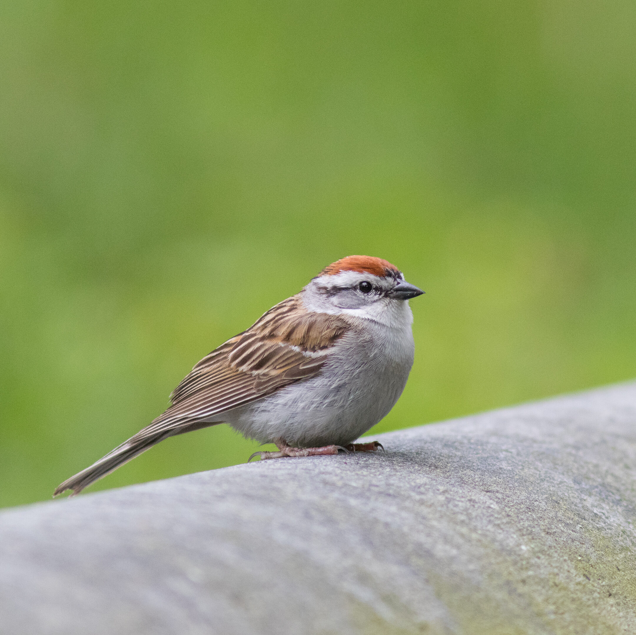 Chipping Sparrow | Casey Lowder